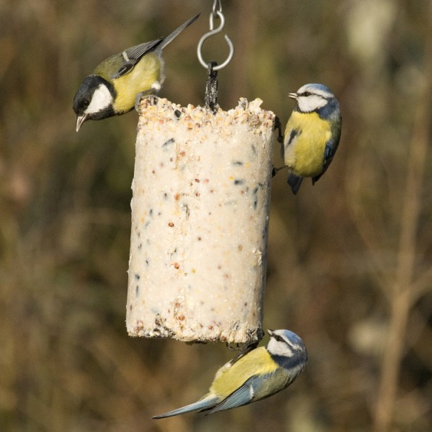 Energiekuchen mit Insekten 500 ml - 6erPack