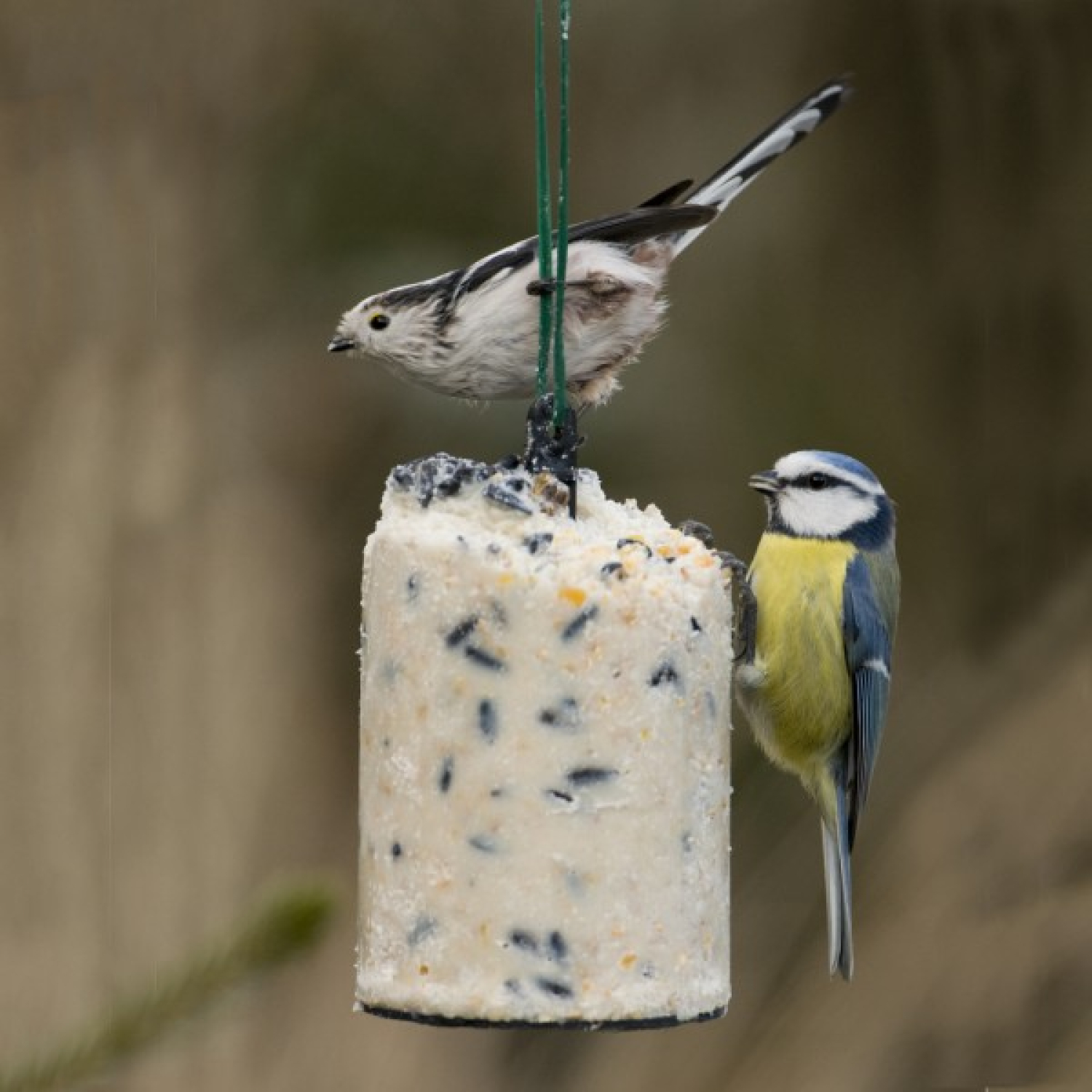 Energiekuchen mit Samen 500 ml