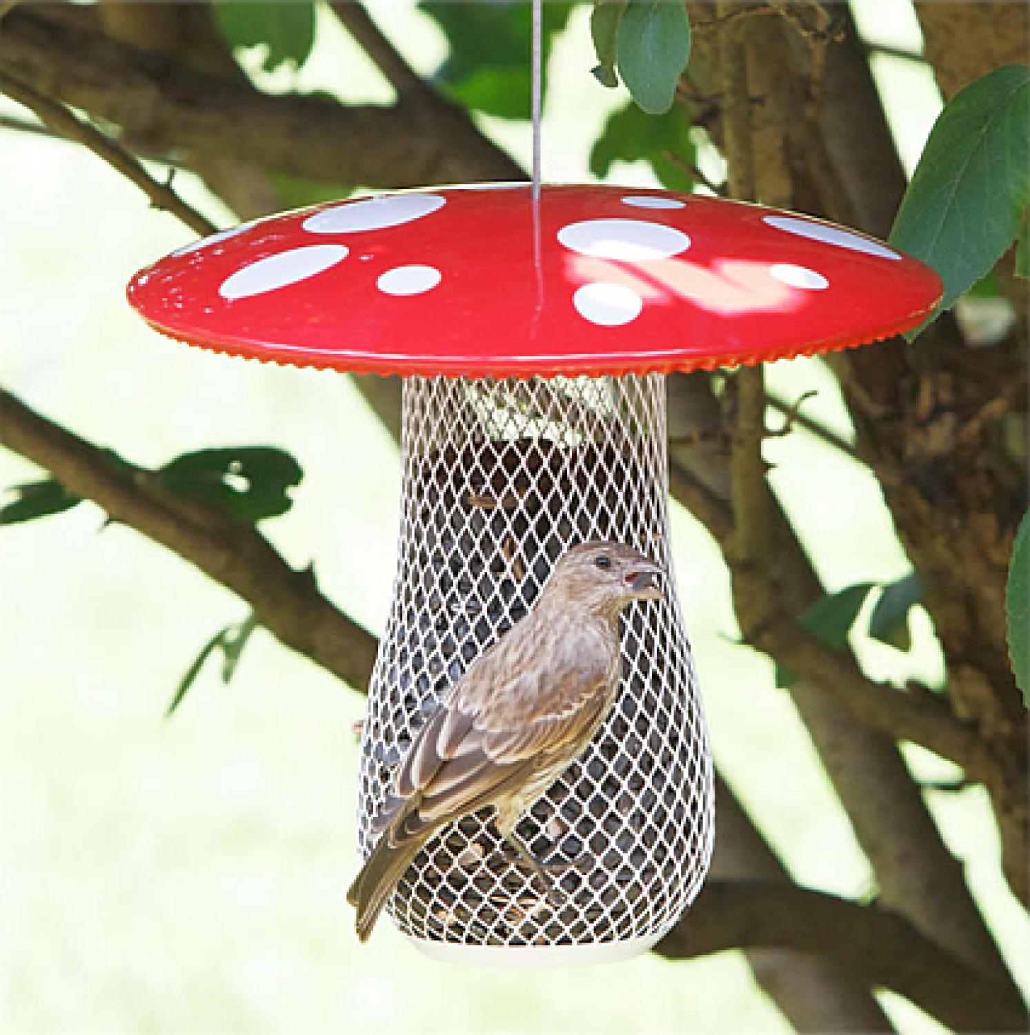 Pilz für Nüsse und Sonnenblumenkerne